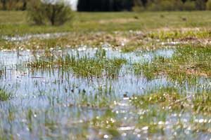 flooded lawn that may not be covered with flood insurance