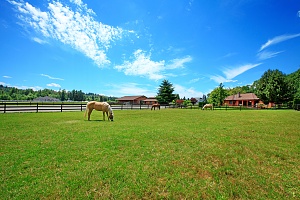 a horse eating grass on a field that is covered by farm and ranch insurance