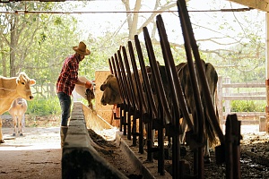 farmer feeding his cows