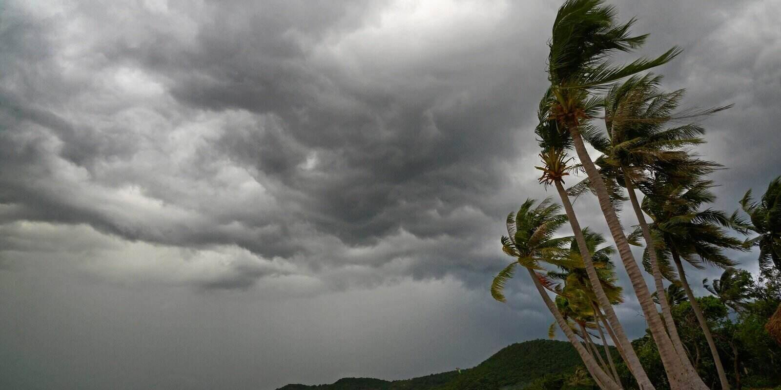 palm at hurricane star beach where owners wondering 