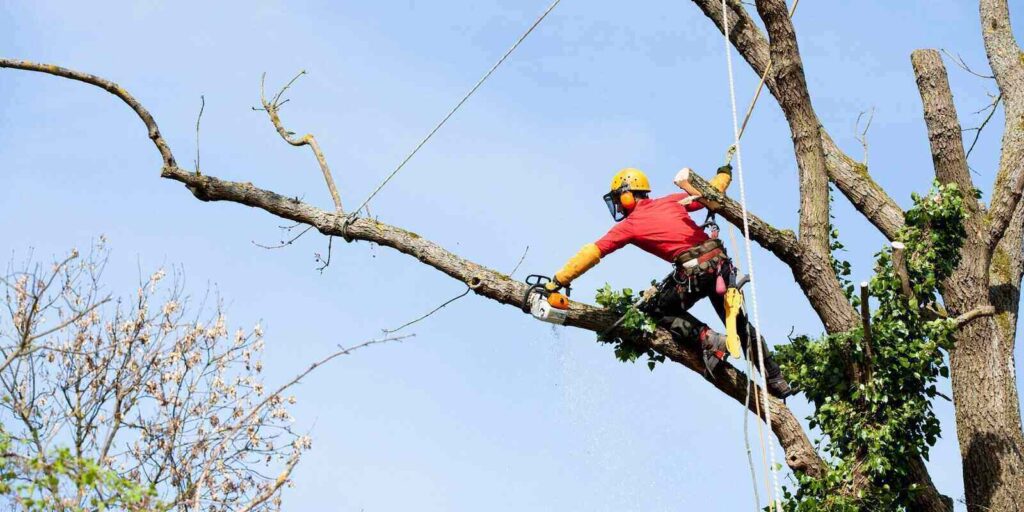 an arborist cutting a tree with a chainsaw needing tree trimming insurance