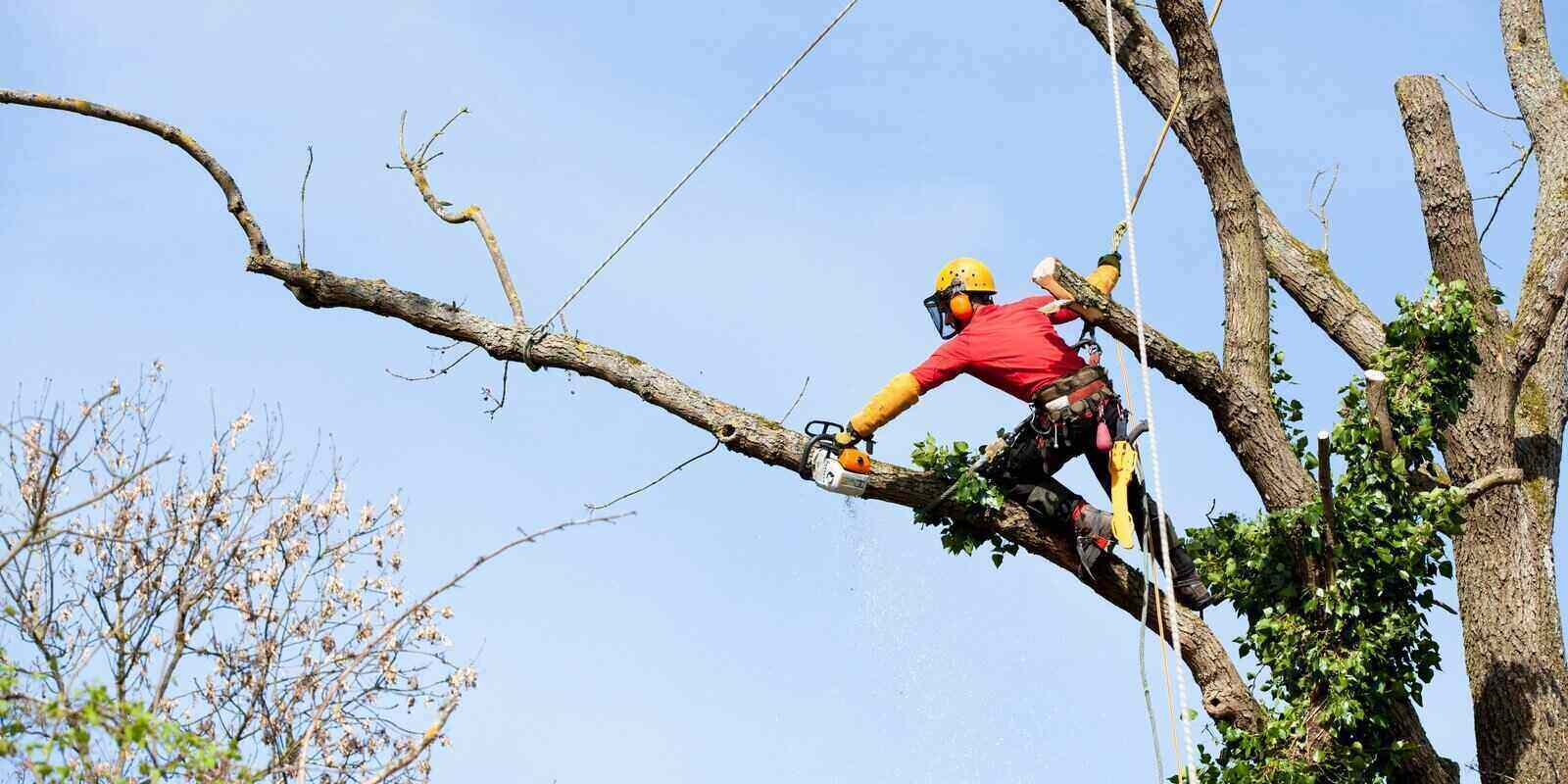 an arborist cutting a tree with a chainsaw needing tree trimming insurance
