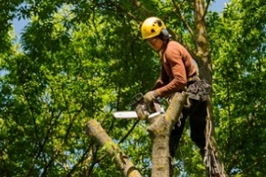 arborist cutting a tree branches