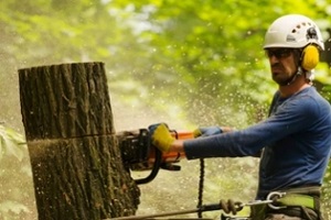 arborist cutting tree