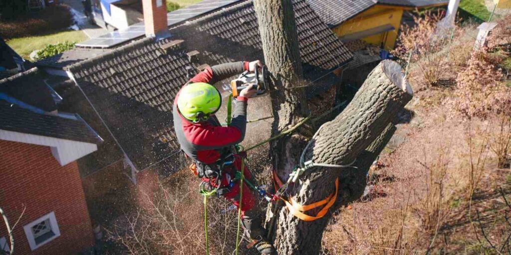 arborist man cutting a branches with chainsaw and throw on a ground