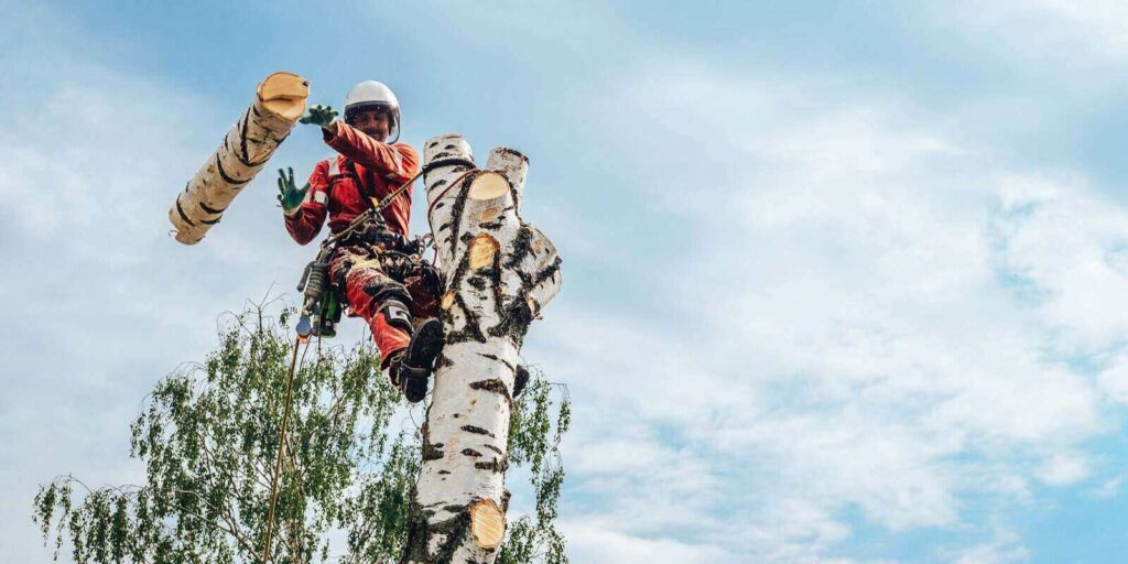 arborist man cutting a branches with chainsaw and throw on a ground