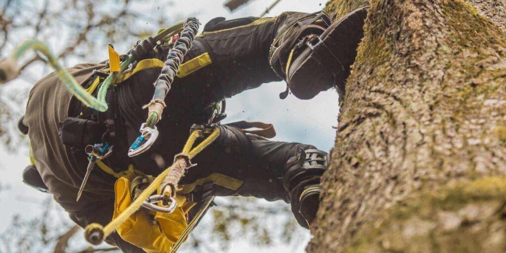 arborist or lumberjack climbing up on a large tree using different safety and climbing tools