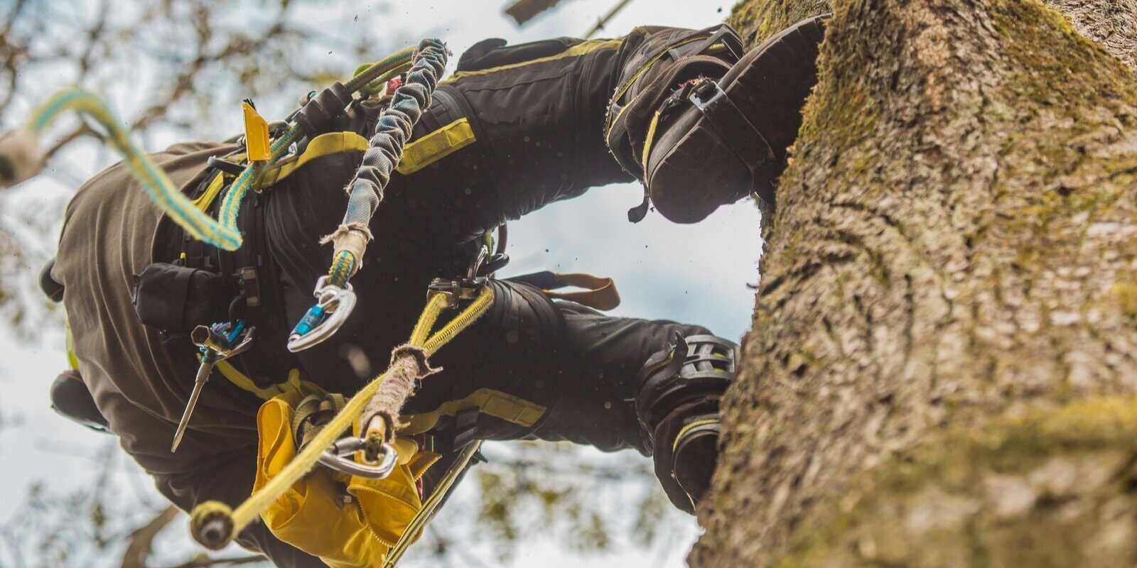 arborist or lumberjack climbing up on a large tree using different safety and climbing tools