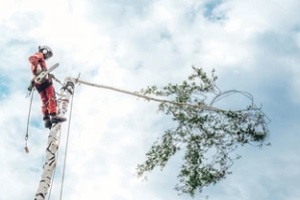 worker cutting a long thin tree