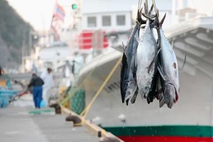 fish hanging in the boat