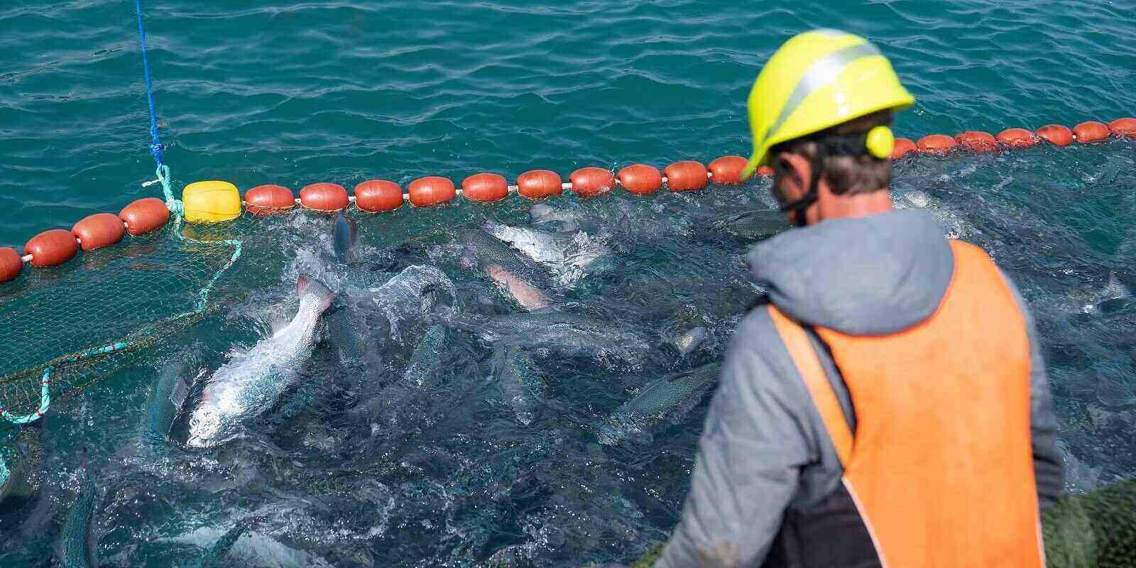 lots of trout in the fishing net