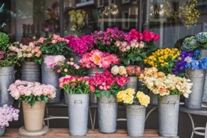 photography of beautiful flowers on the street