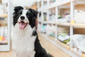 a big dog in a pet shop
