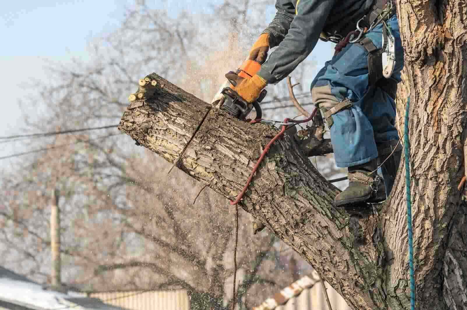 professional arborist with a chainsaw on a tree