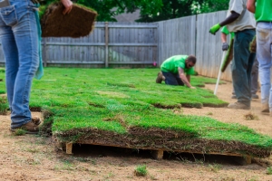 Landscaping Crew Workers Laying New Sod Grass in a Fenced Backyard